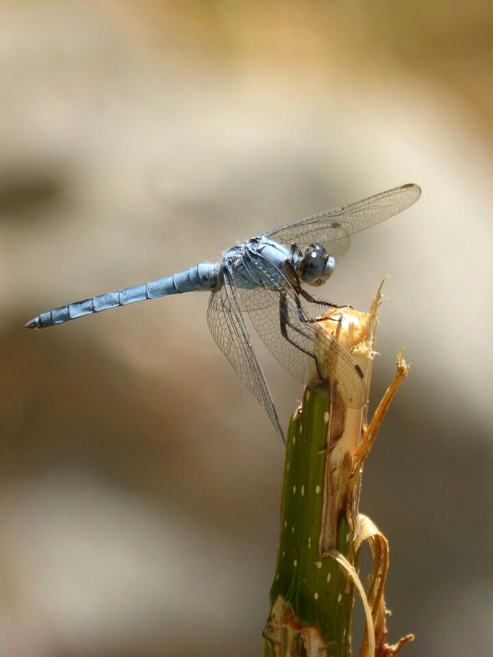 Winged insect detail orthetrum brunneum