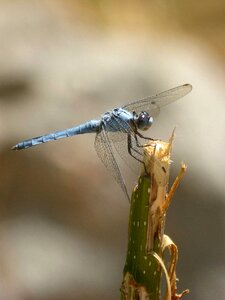 Winged insect detail orthetrum brunneum