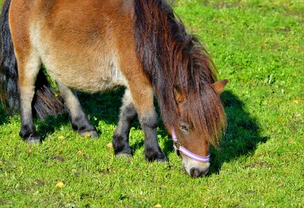 Brown small horse breed