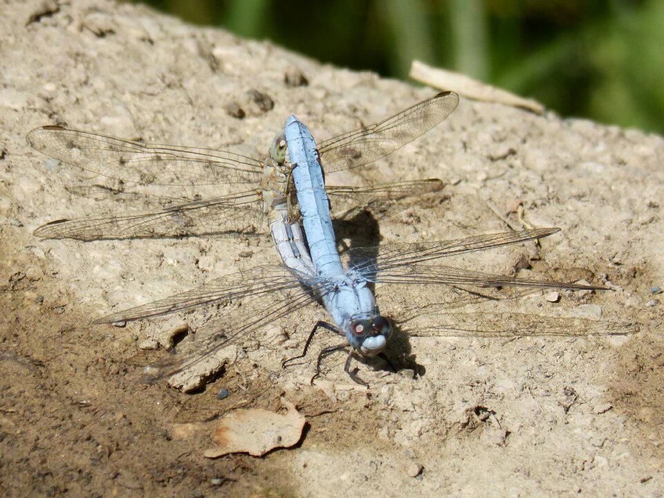 Copulation reproduction wetland photo