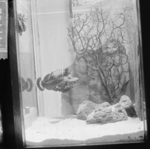 Vergiftigste vis ter wereld in Artis, de Duivelvis, Bestanddeelnr 914-7782
