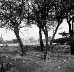 Verfhoutbomen op Bonaire, Bestanddeelnr 252-8375