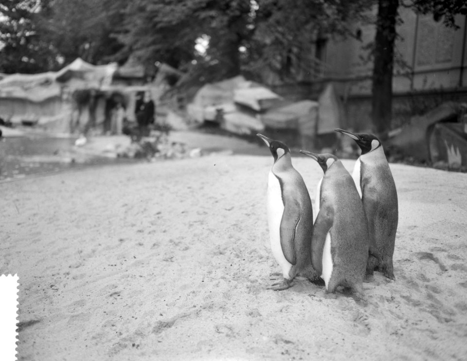 Verhuizing van pinguins in Artis, Bestanddeelnr 912-4610