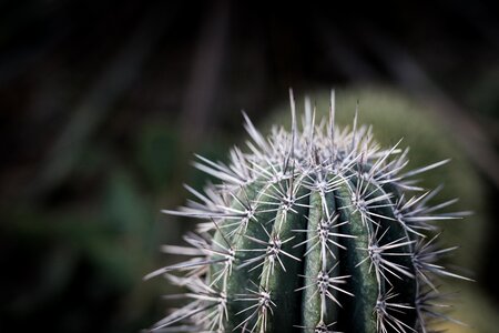 Desert nature dry