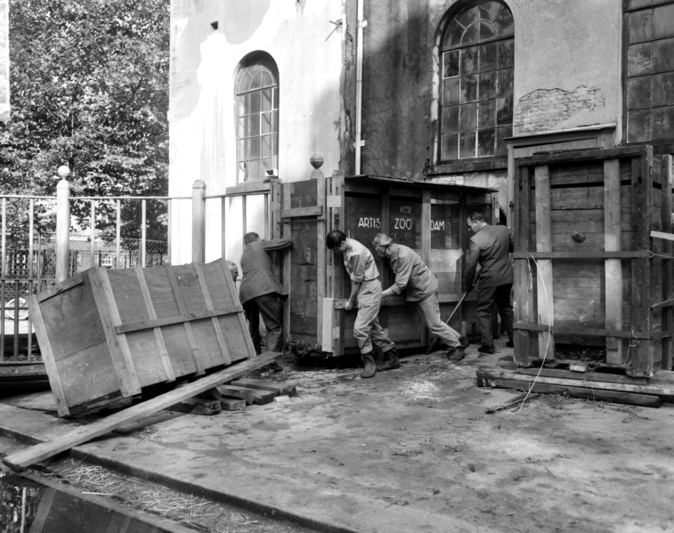 Verhuizing van nijlpaarden in Artis naar olifantenverblijf, Bestanddeelnr 915-6166