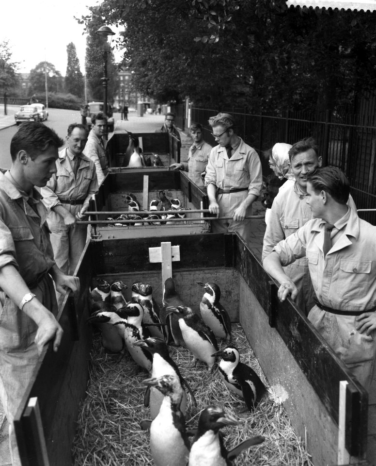 Verhuizing van pinguins in Artis, Bestanddeelnr 912-4613