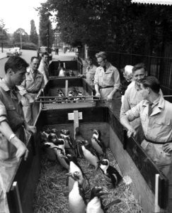 Verhuizing van pinguins in Artis, Bestanddeelnr 912-4613
