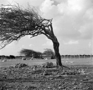 Verfhoutbomen op Bonaire, Bestanddeelnr 252-8376