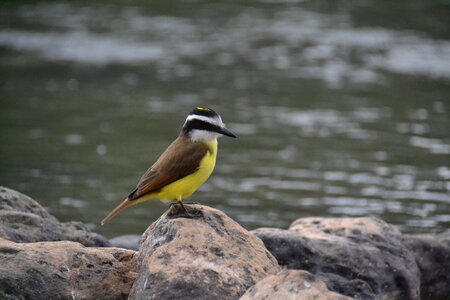 Birdie rio stones