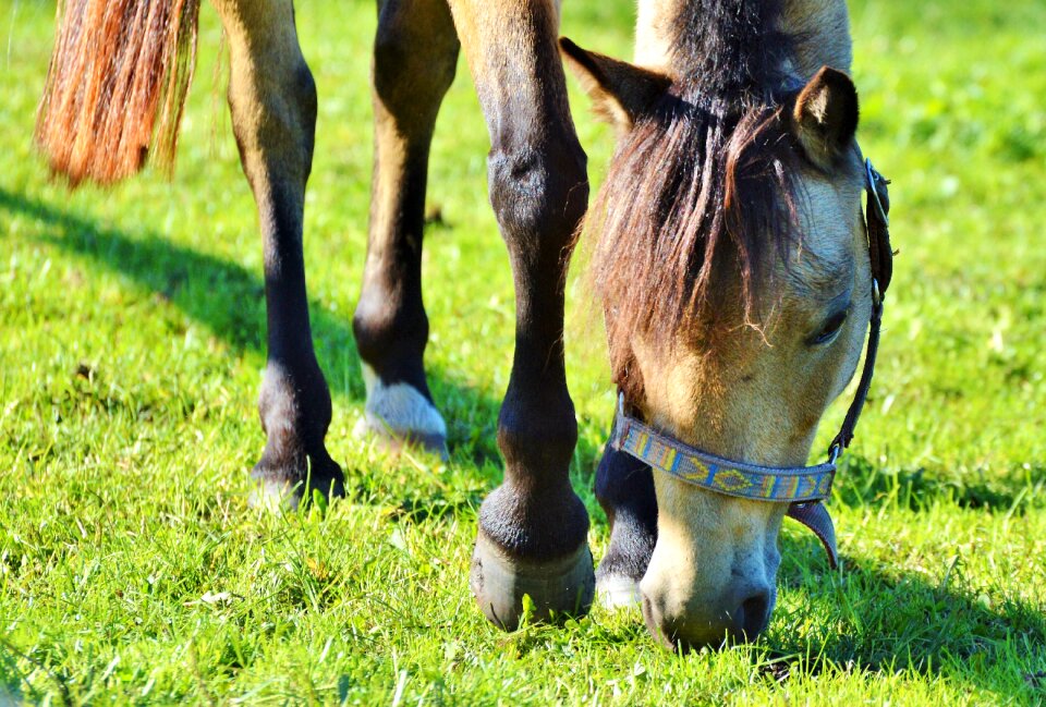Equestrian coupling animal