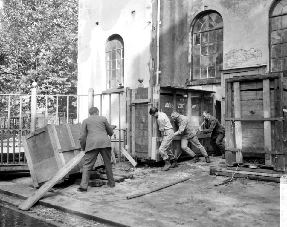 Verhuizing van nijlpaarden in Artis naar olifantenverblijf, Bestanddeelnr 915-6165