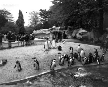 Verhuizing van pinguins in Artis, Bestanddeelnr 912-4614