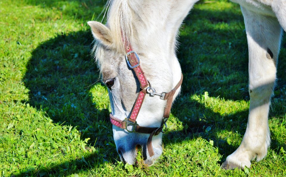 Equestrian coupling animal