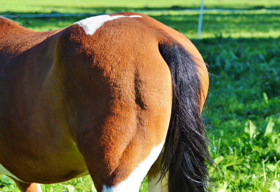 Rump animal pasture