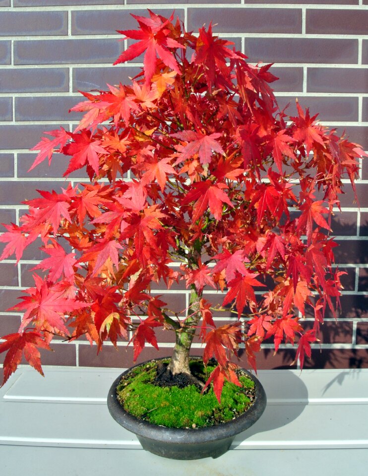 Tree bonsai tree nature