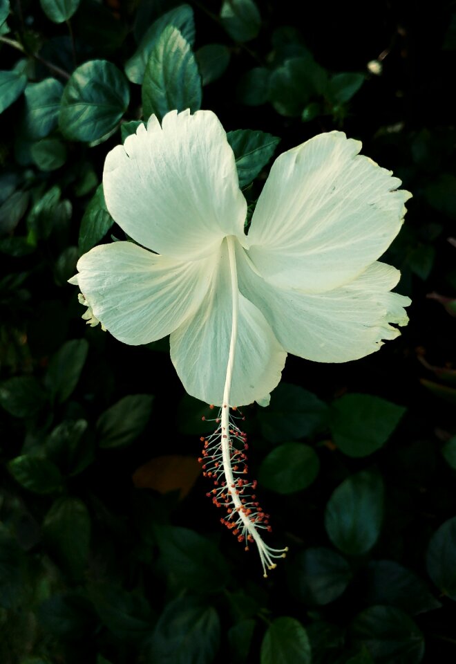 White plant floral