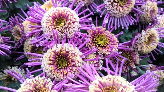 Intensive chrysanthemum explosion