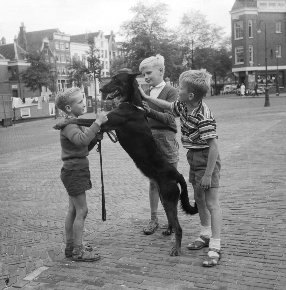 Verkiezing van de mooiste hond van de jordaan op de Noordermarkt, Bestanddeelnr 911-4780