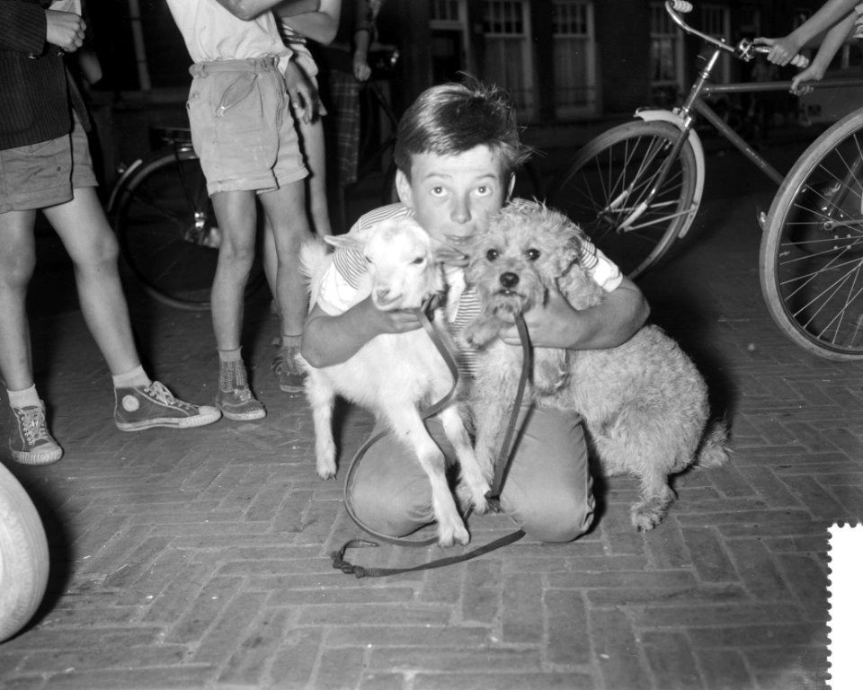 Verkiezing van de mooiste hond van Amsterdam op de Lindengracht, Japie Zwaan 12j, Bestanddeelnr 910-5451