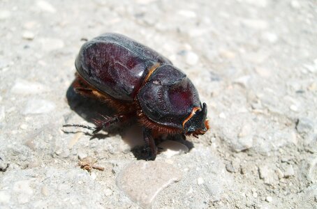 Beetle the beetle armor