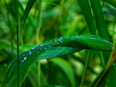 Water drops rain