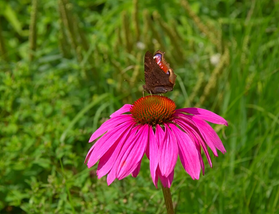 Bloom close up butterfly