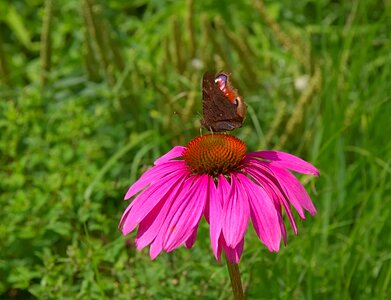 Bloom close up butterfly