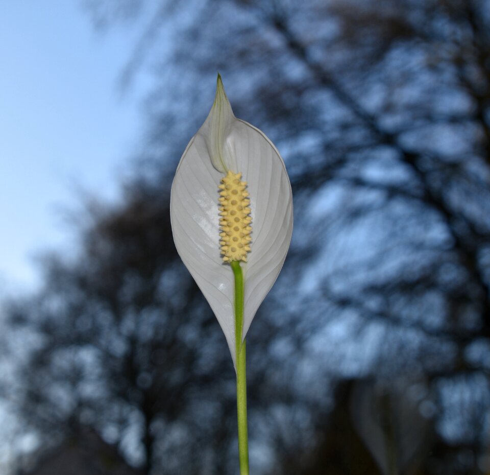White flower growth plant
