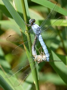Mating of insects copulation wetland photo