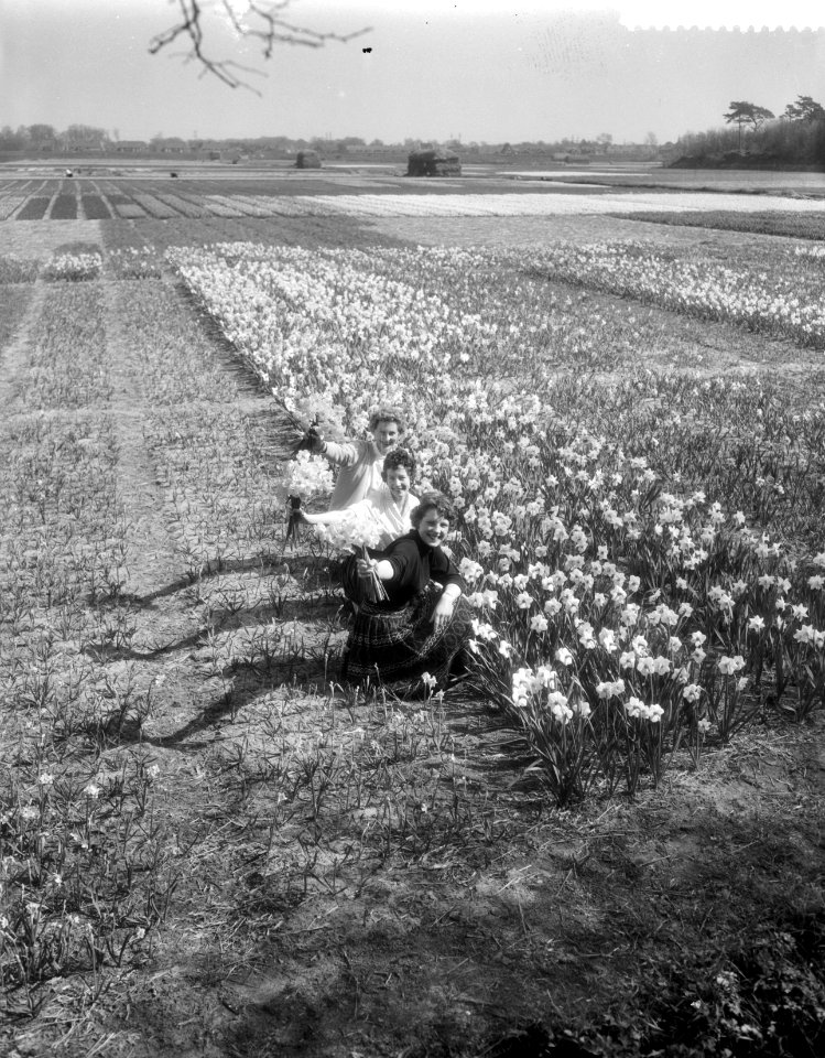 Verkoop van bloemenslingers in de bollenstreek, Bestanddeelnr 910-2976