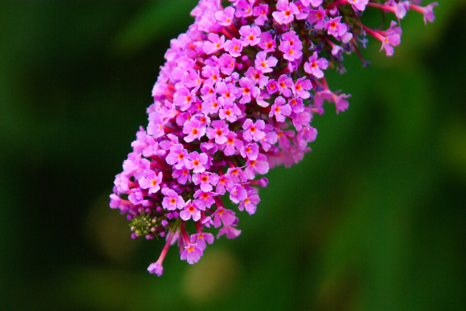 Garden wildflower beautiful