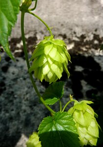 Brew hopfendolde hops fruits photo