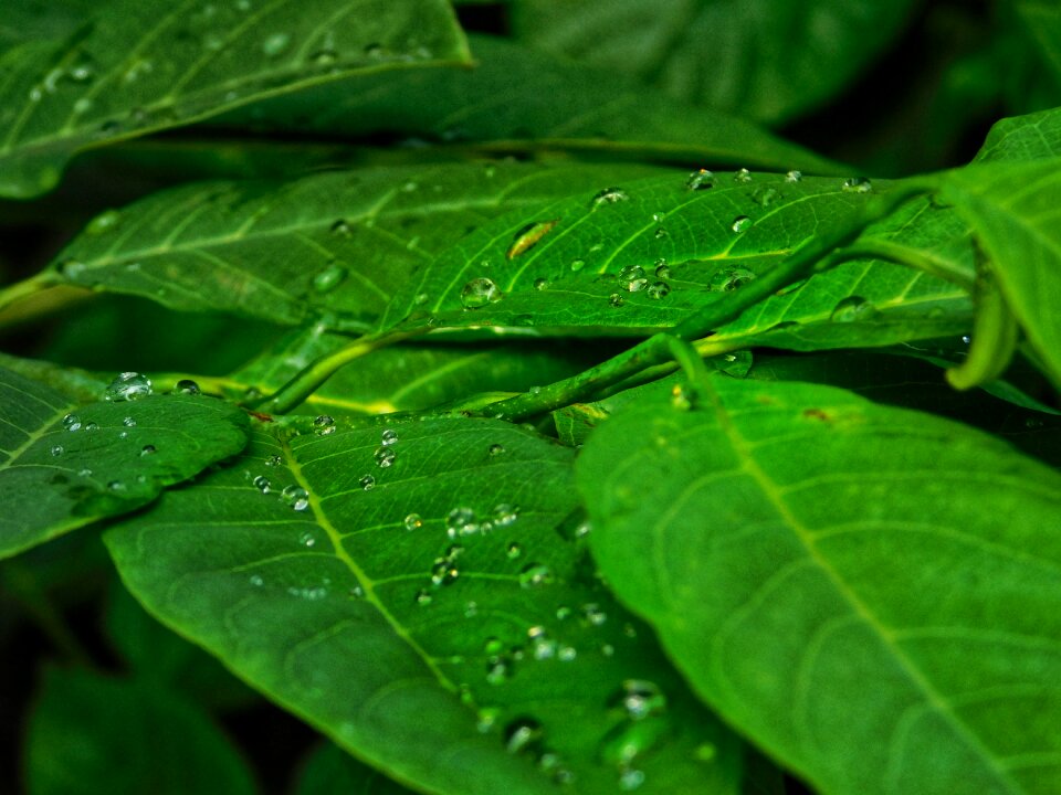 Drops leafs rain