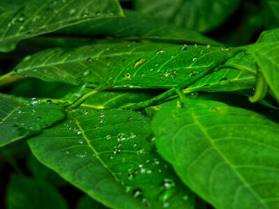 Drops leafs rain
