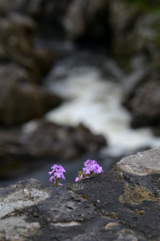 Purple wallflower nature