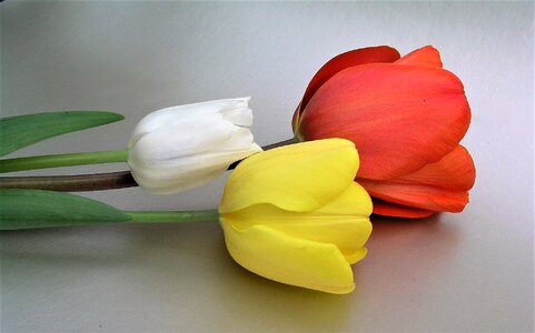 Tulip flora easter photo