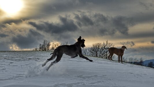 Two dogs running dog great dane photo