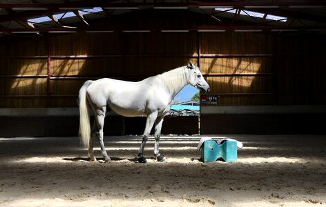 Light contrast manege