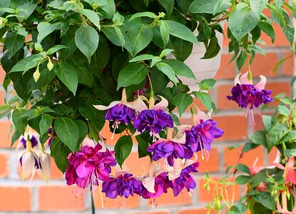 Violet fuchsia flowers evening primrose greenhouse