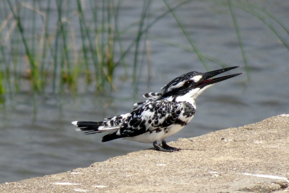 Water kingfisher bird beak