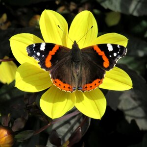 Yellow flower petals