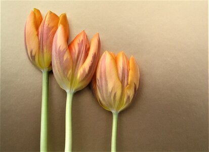 Easter petal flora