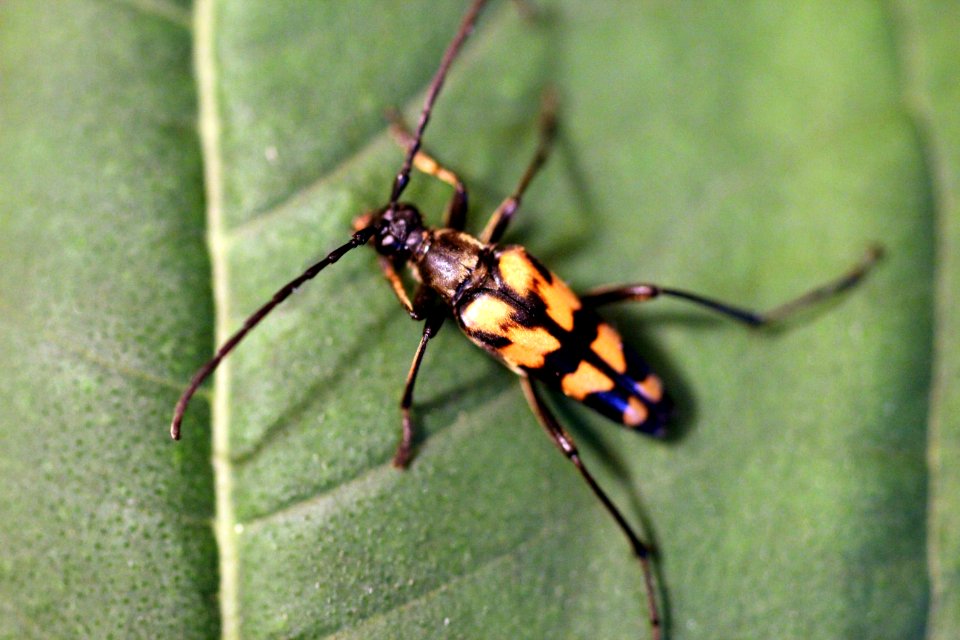 Vierbindiger Schmalbock (Leptura quadrifasciata)