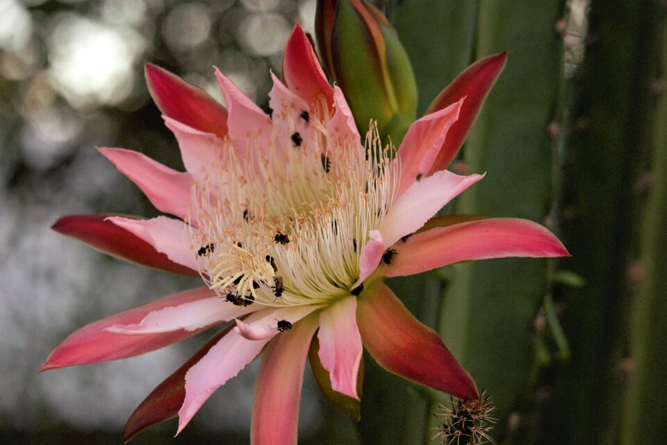 Flowers petal exotic