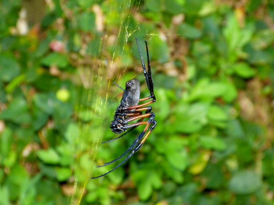 Insect nature arachnid