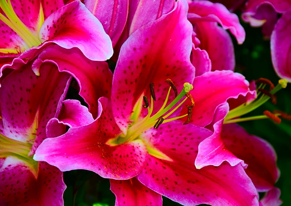 Pink close up blossom photo