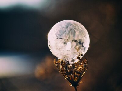 Round plant bokeh