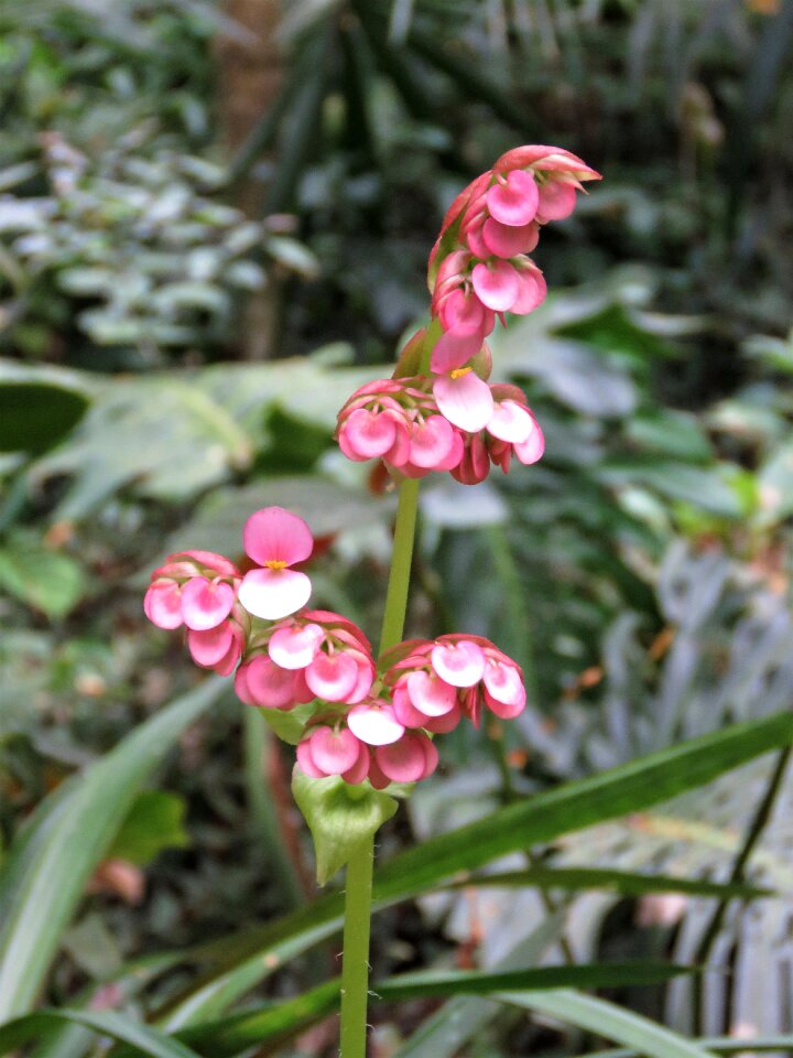 Flower tropical flower pink flower