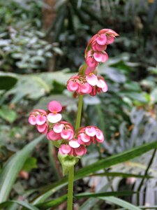 Flower tropical flower pink flower