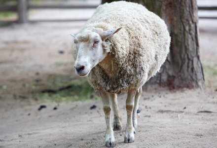 Nature wool farm